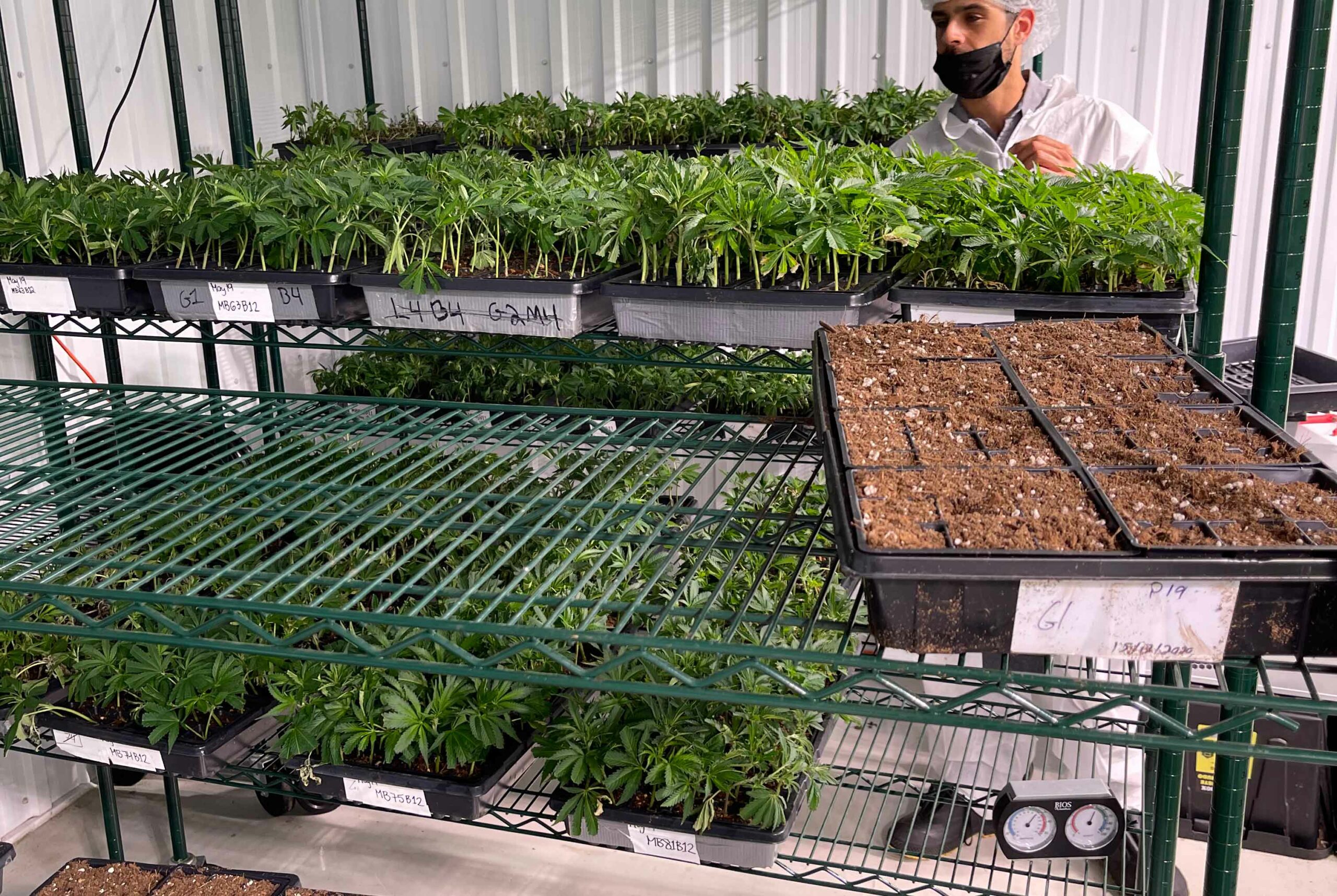 Francis hebert visiting a cannabis facility in quebec. cannabis clones and mothers in a standard cultivation facility