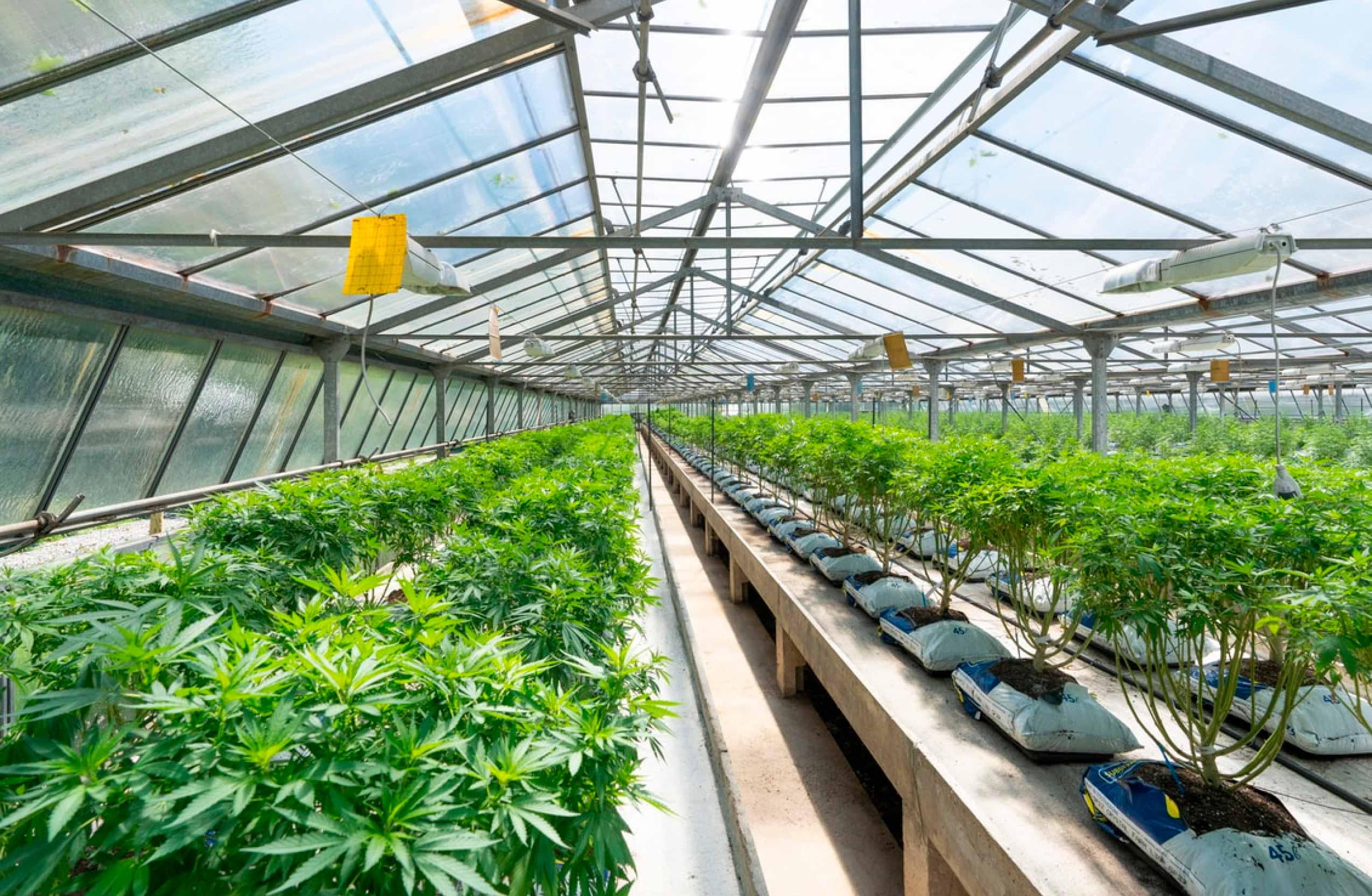 sungrown cannabis in a greenhouse