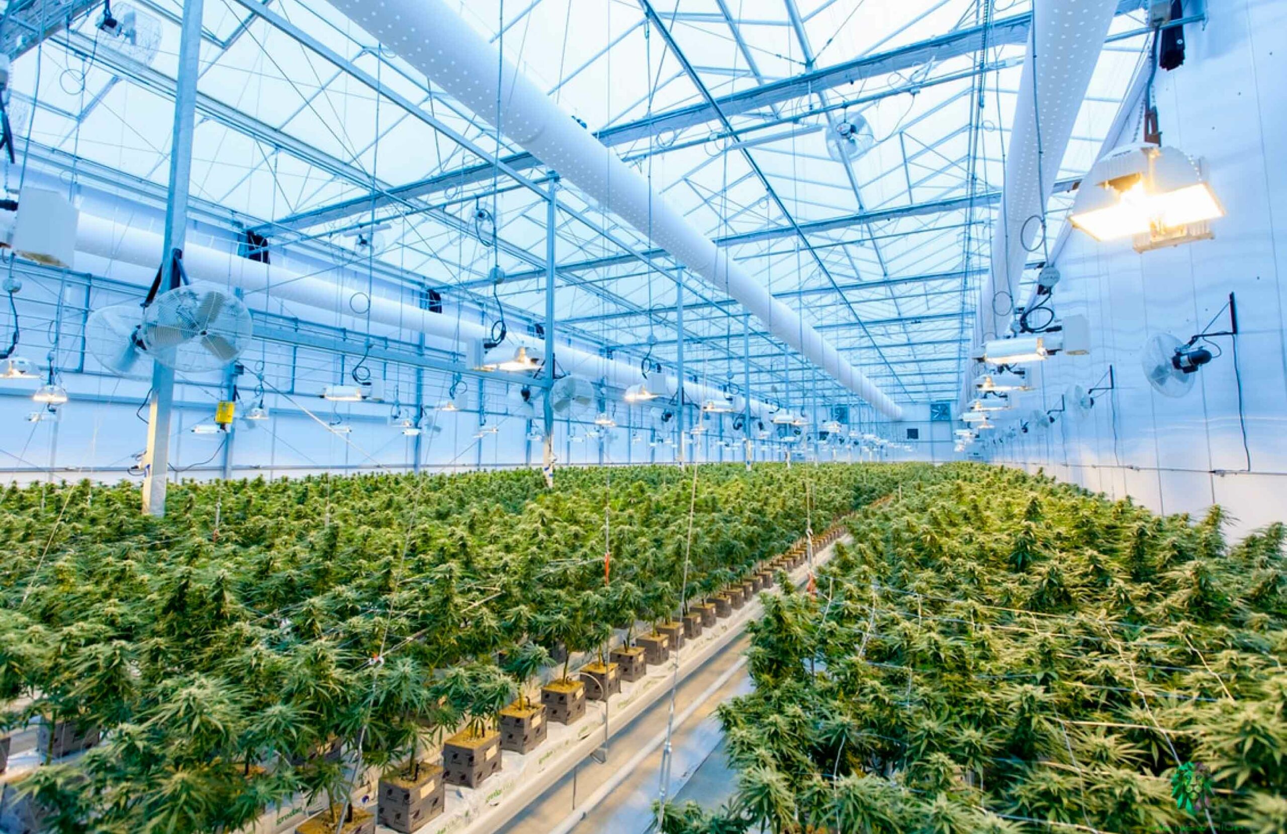 standard Cannabis cultivation license. Greenhouse with sungrown cannabis plants