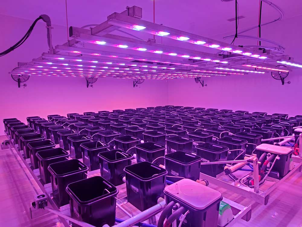 Hydroponic system in a licensed producer canada
