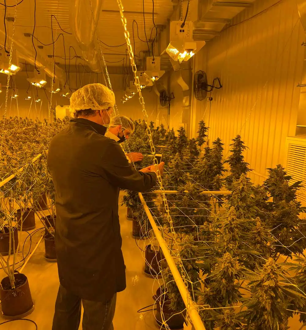 visiting a cannabis licensed producer in quebec