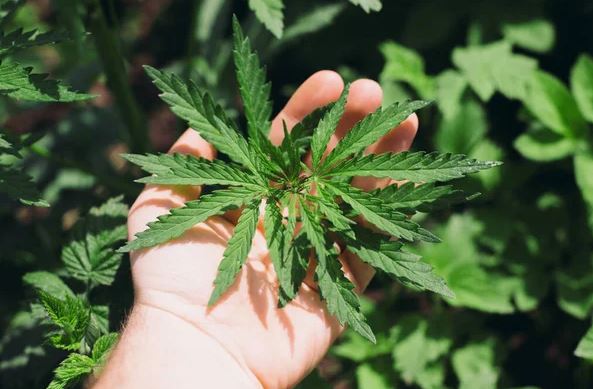 cannabis-cultivation-consultandgrow